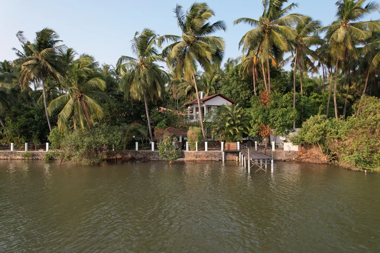 Coconut palms along the Korapuzha near Koyilandy